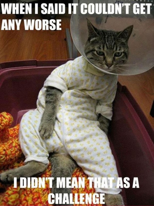 Funny Cat Pictures. Vol. 3