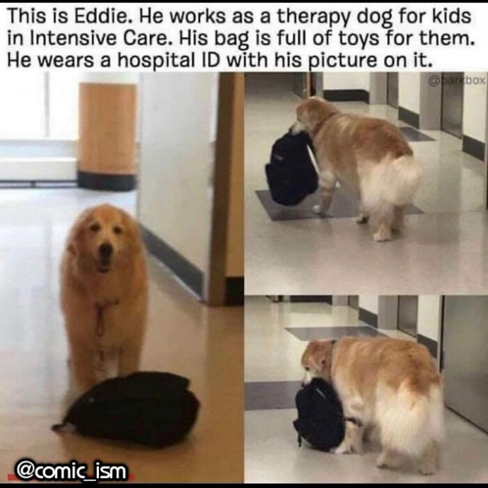 Totally Wholesome Doggo Memes