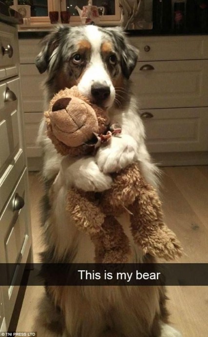 Are these the funniest animal Snapchats ever?