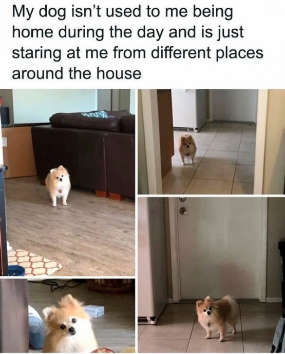 Relatable and Cute Dog Pics