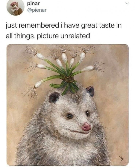 Extremely Funny Opossum Memes