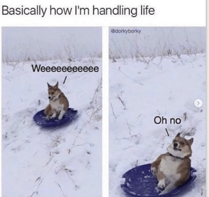 Funny Animal Memes for Some Laugh