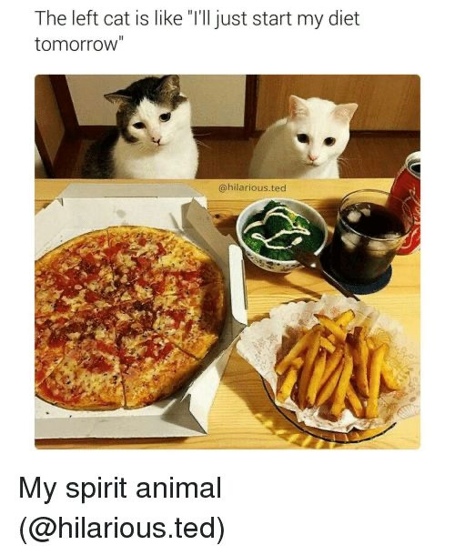 Funny Spirit Animal Memes for You