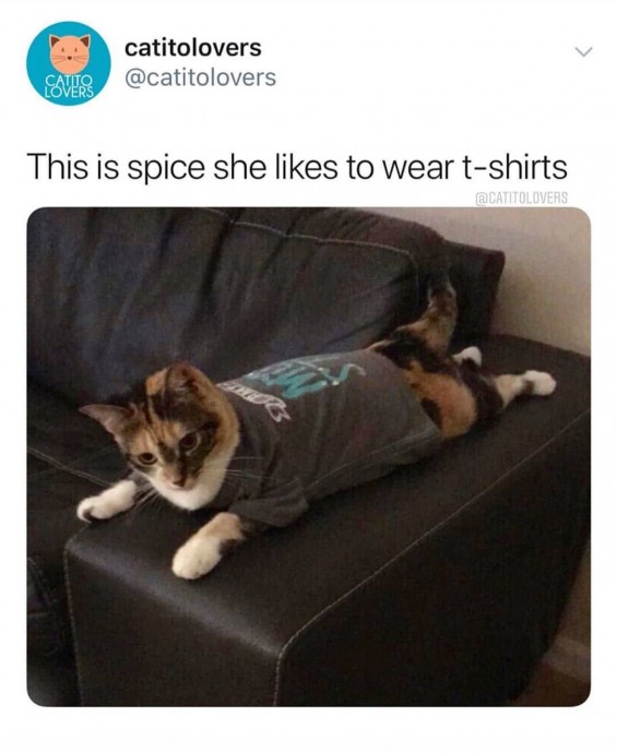 Perfect Cat Memes to Spend the Day Well