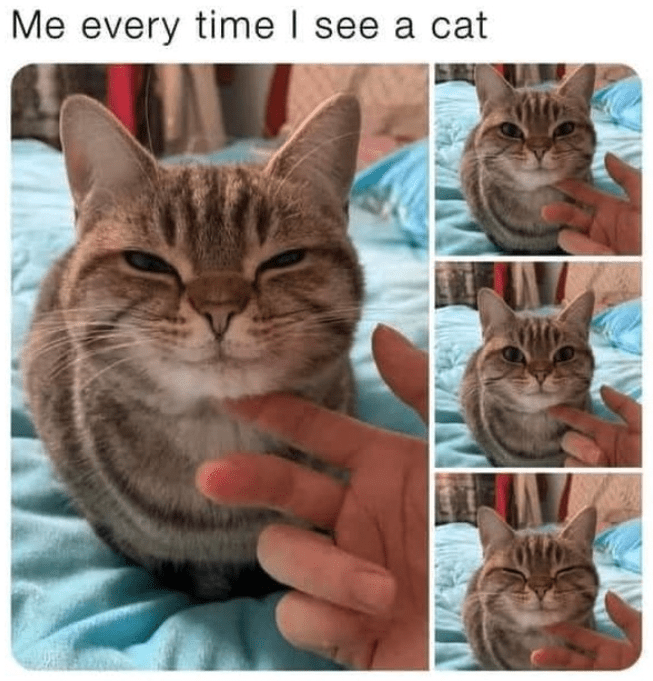 Top Memes for Cat Owners