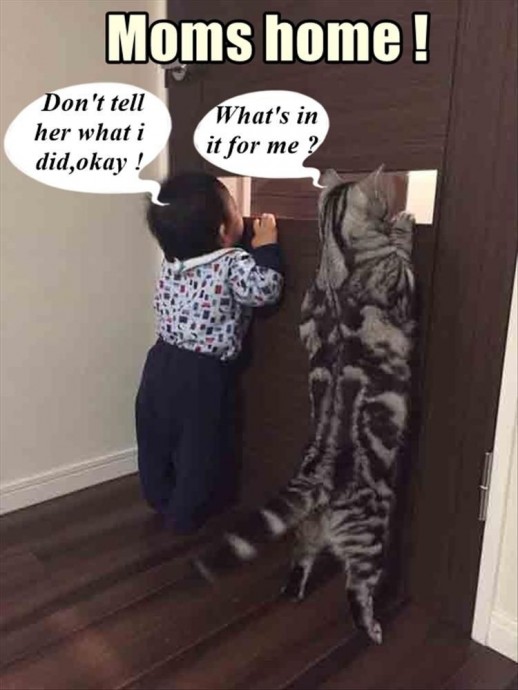 Cat Memes for Your Viewing Pleasure on Caturday