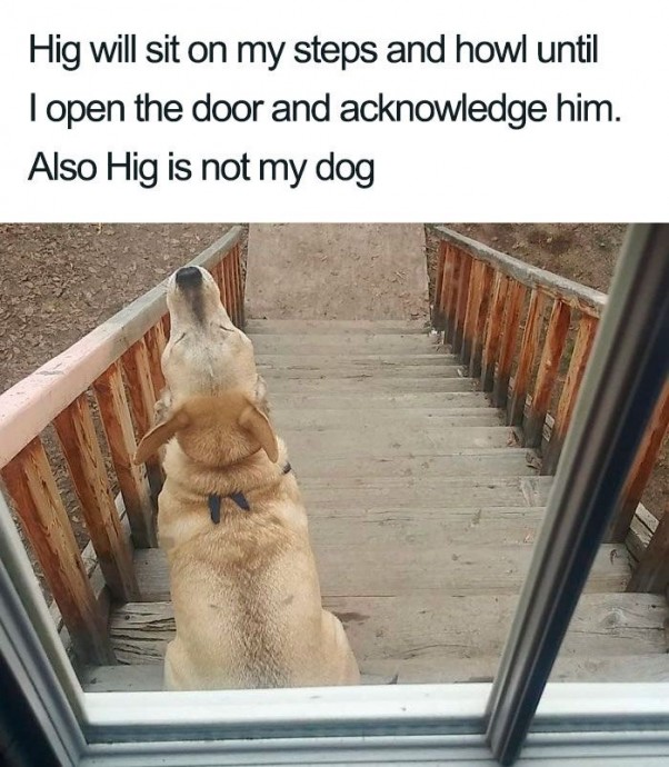 Some Wholesome Dog Memes That Will Hopefully Make Your Day