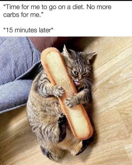 Hilarious and Cute Cat Pics to Make Your Day Funnier
