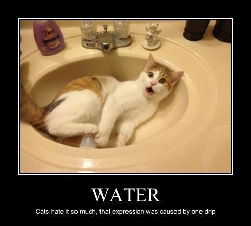 Funny Pics of Cats Who Aren't Fans of Water