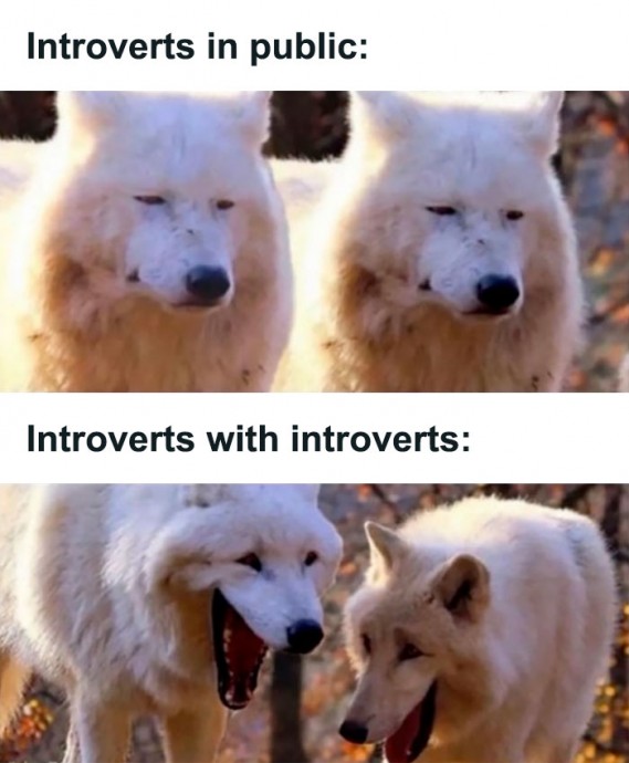 Spot-on and Funny Memes About Introverts Struggles