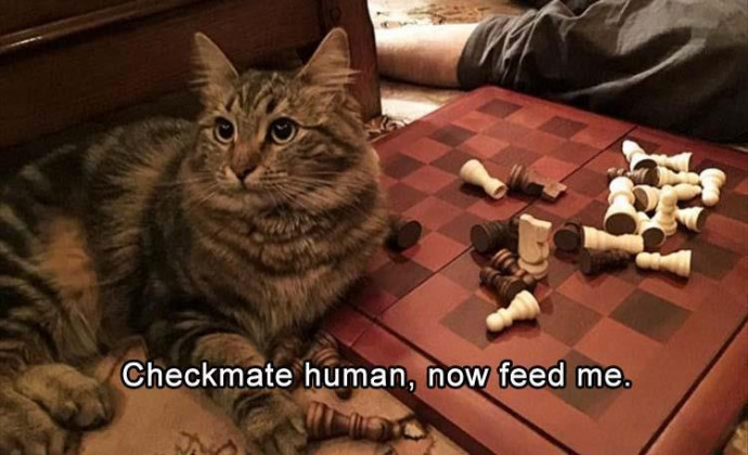 Hilarious Animals Pics You Need Right Now