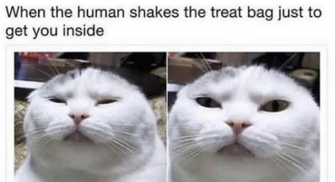 Freshly Squeezed Caturday Memes for Today