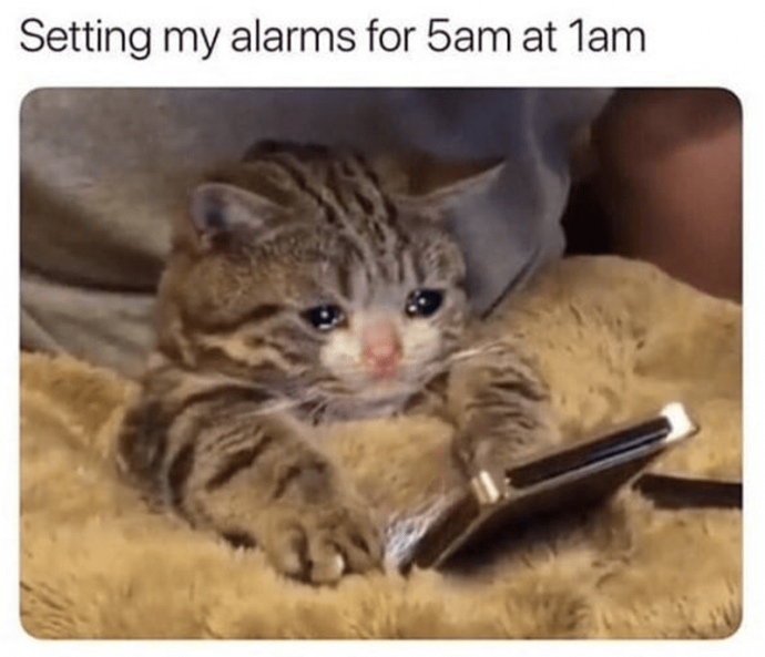 Great Cat Memes to Start Your Day With