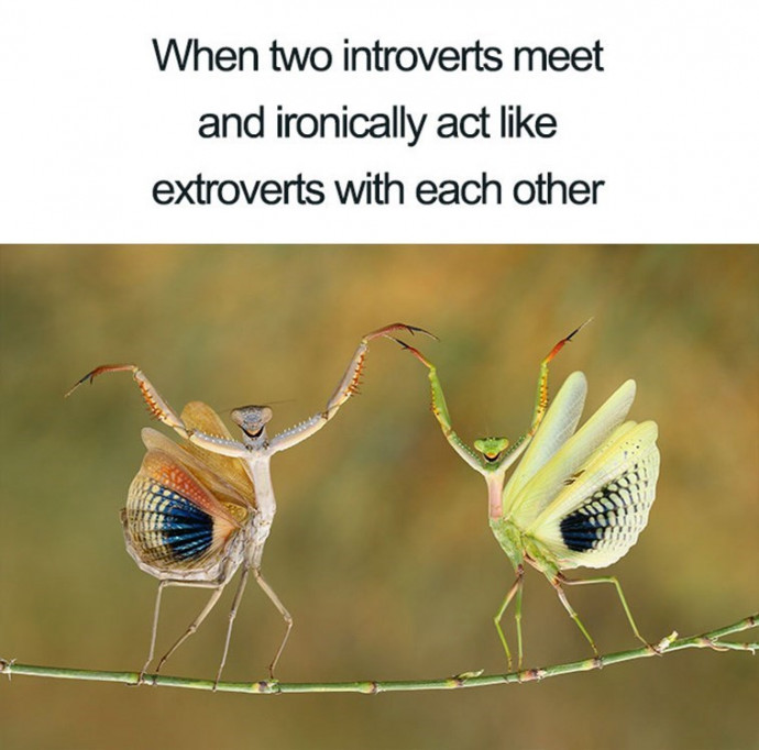 Funny Introverts Animal Memes