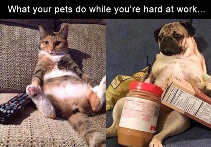 Animal Memes Filled With Laughter and Cuteness