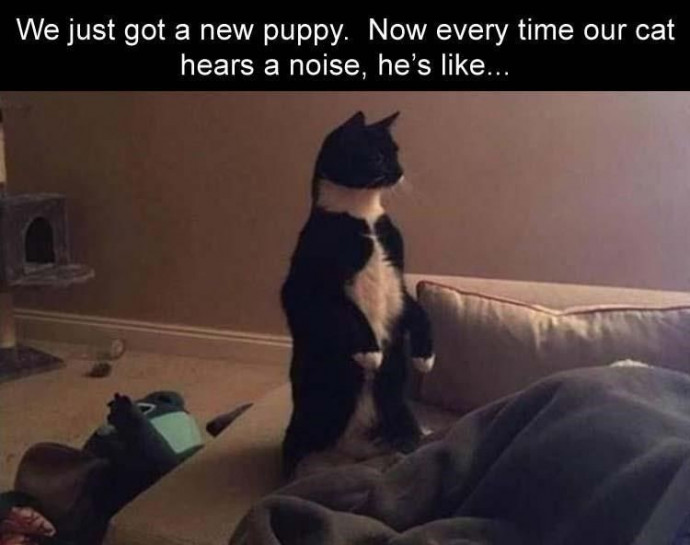 Hilarious Memes to Make Your Caturday Better
