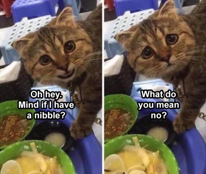 Animal Memes That are Perfect to Start the Day With