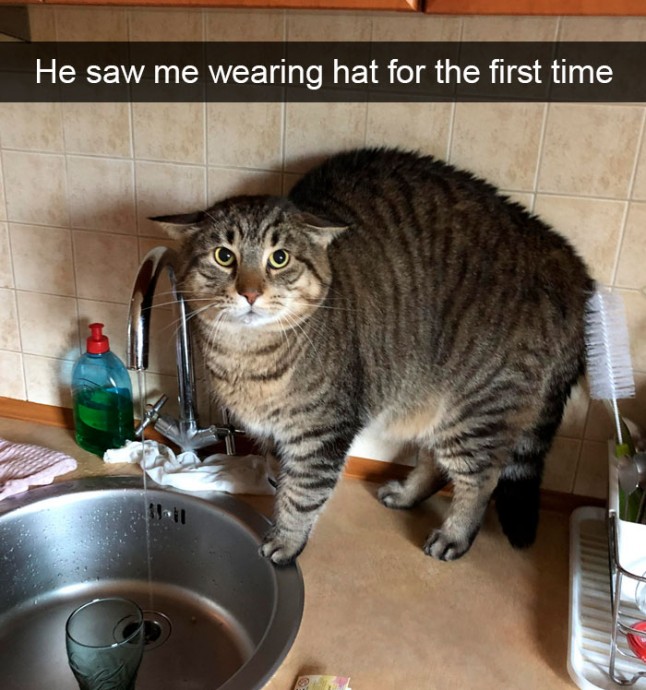 Hilarious Cat Snapchats That Will Put a Smile on Your Face