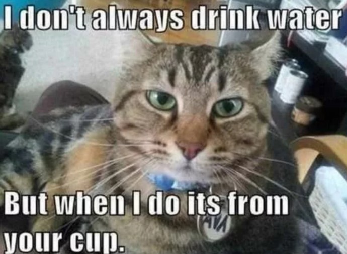Funny Cat Pictures Because Caturday is Almost Here