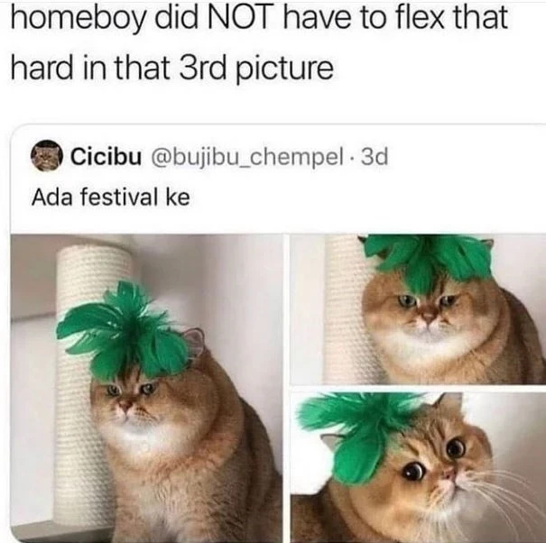 Enjoy This Meme Roll With Cats