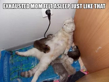 Funny Animals Who are Over Parenting