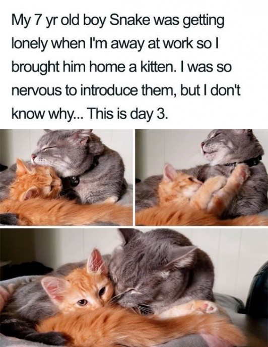 Wholesome Animal Memes To Start The Week Off Right