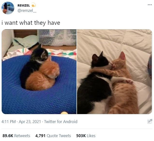 Animal Tweets Filled With Laughter and Wholesomeness