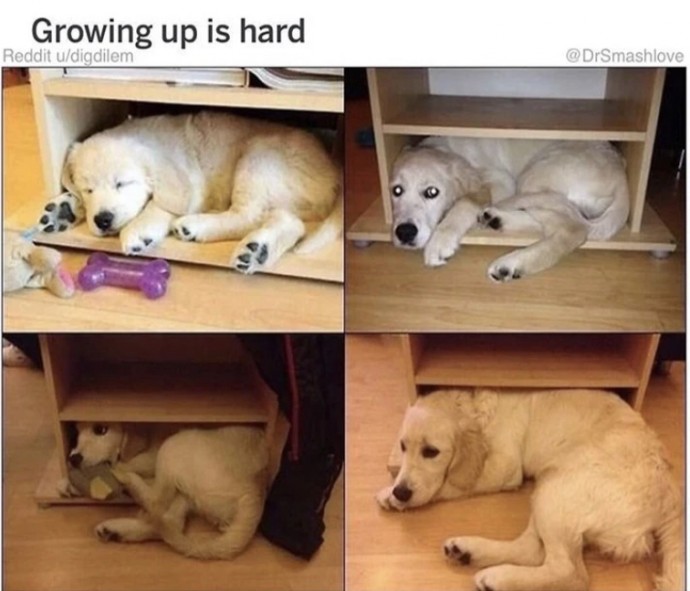 Wholesome Dog Posts That Will Hopefully Make Your Day