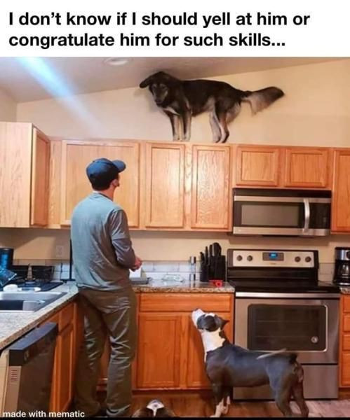 Funny Dog Pics Will Make You Smile