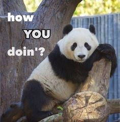 Incredibly Funny Panda Memes for Your Sunday
