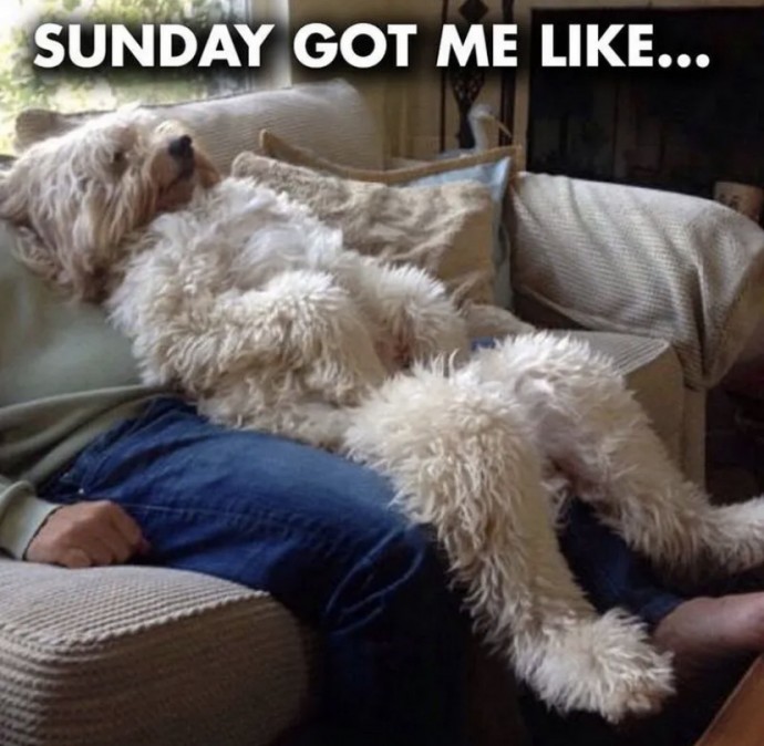 Catch This Sunday Vibe With Funny Pics!