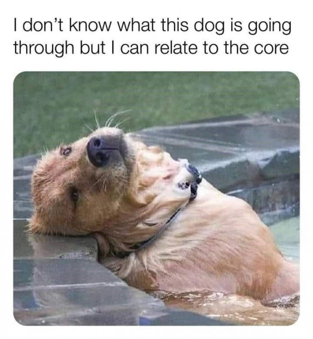 Funny Sunday Dog Memes