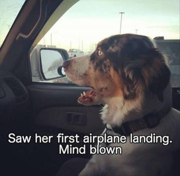 Animal Pics to Have a Funny Sunday