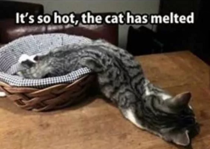 Funny Cat Pictures Because Caturday is Almost Here