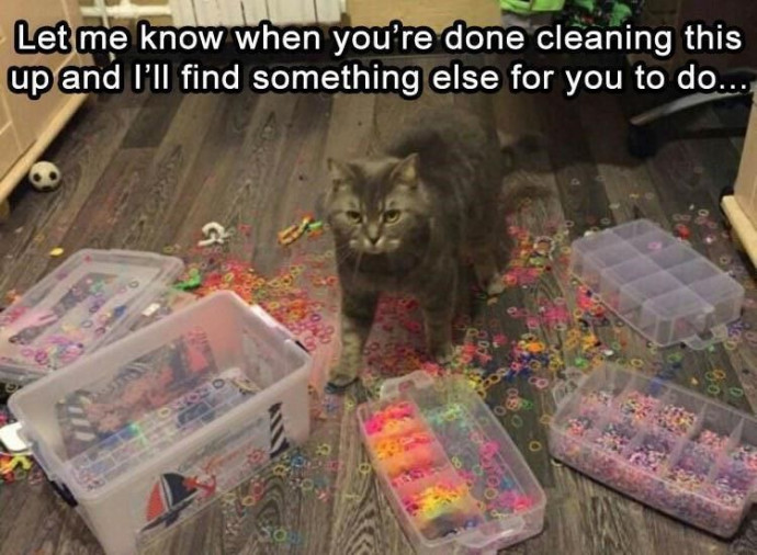 Hilarious Memes to Make Your Caturday Better