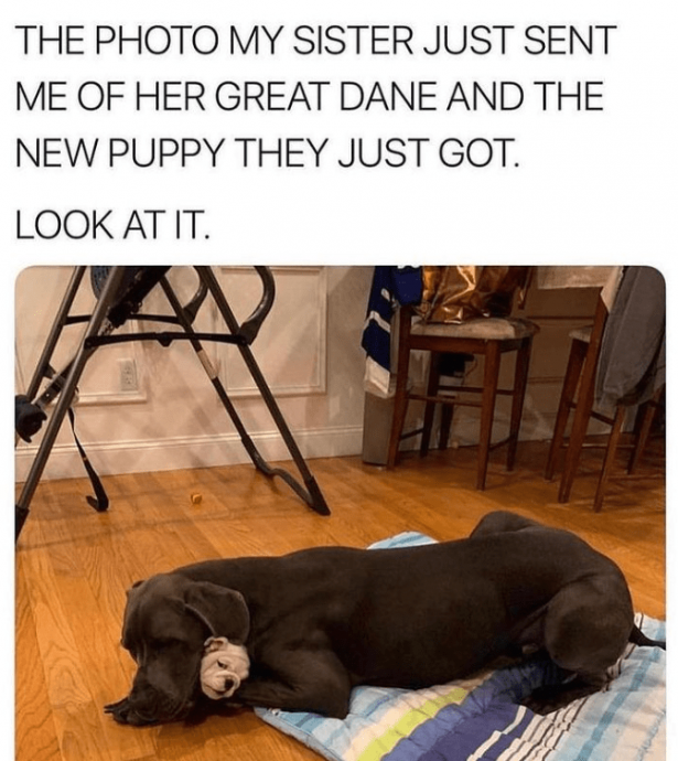 Some Wholesome Dog Memes That Will Hopefully Make Your Day