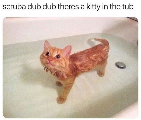 Funny and Fresh Cat Memes to Wake You up Today