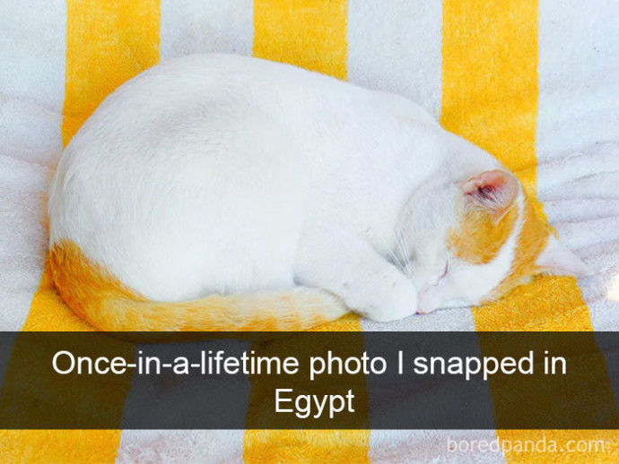 Funny Cat Snaps That Will Bring You Some Laugh