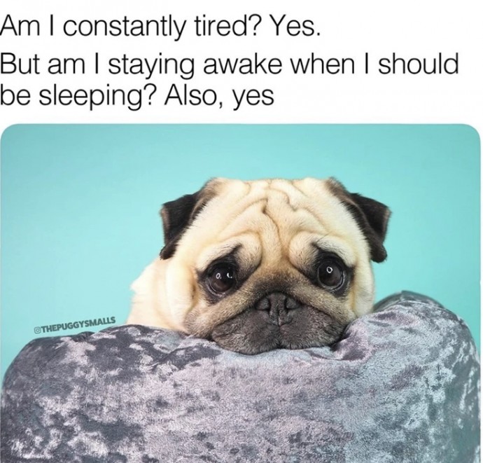 Funny Memes With Dogs for This Summer Day