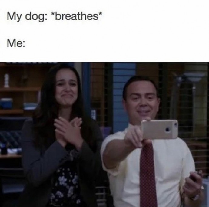Dog Mood Lifting Memes for a Better Day