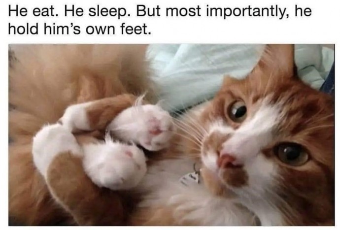 A Delightful Series of Chuckle Worthy Cat Memes for the Soul