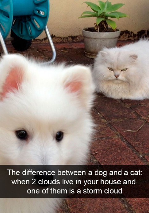 Hilarious Cat Snapchats That Will Put a Smile on Your Face