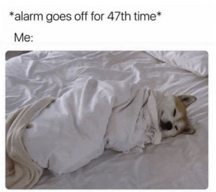 Funny Dog Memes to Enjoy While You Procrastinate From Work