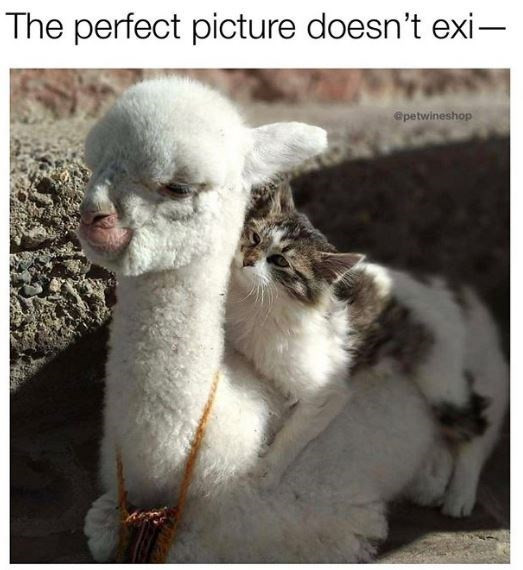 Funny Caturday Memes to End the Week