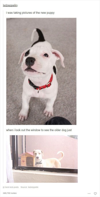 Posts About Dogs That are as Funny as They are Adorable