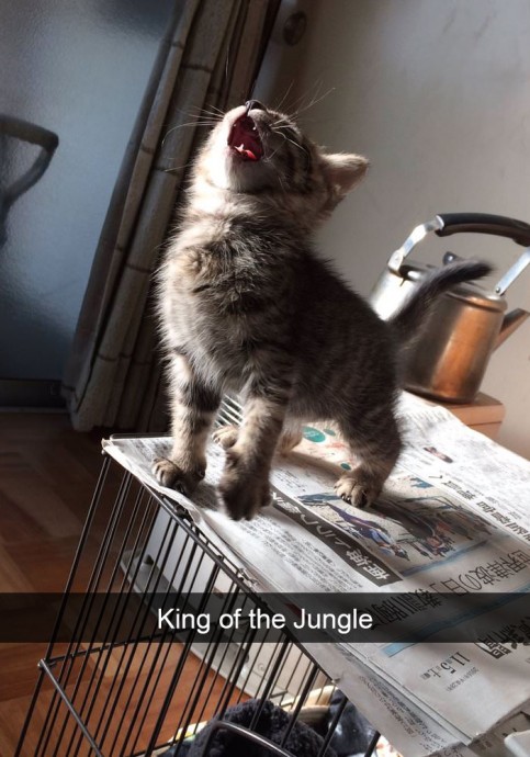 Absolutely Amazing Cat Snaps for Sunday