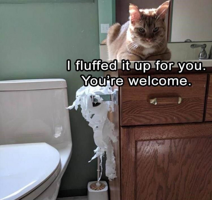 Funny Cat Pics to Laugh at the End of the Weekend