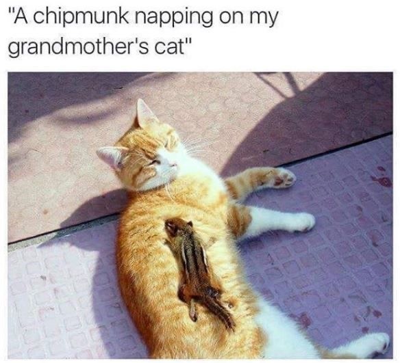 Cat Memes for the Purpose of Pure Entertainment