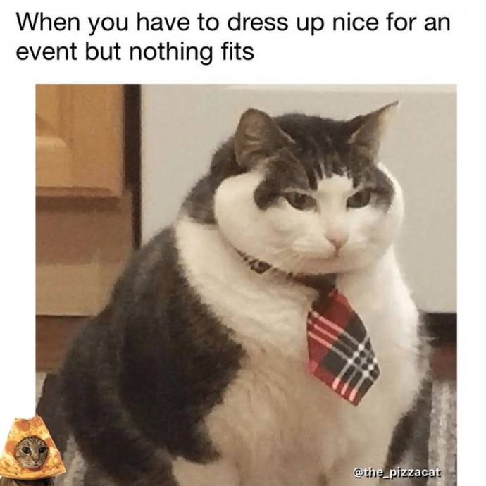 Cat Memes for the Purpose of Pure Entertainment