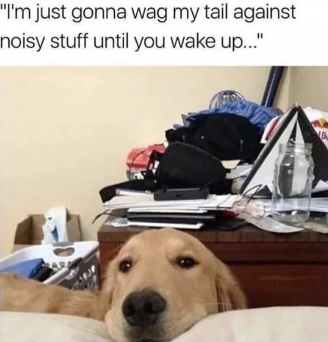Mood Lifting Dog Memes for a Better Day